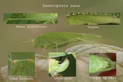 Phaneroptera nana
