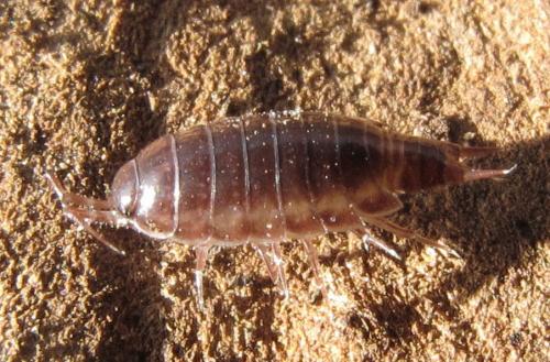 Réf. 64 701 : Trichoniscus sp.