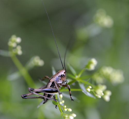 Réf. 64 405 : Tettigoniinae inconnu