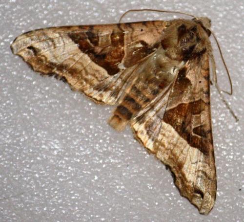 Réf. 64 249 : Phlogophora meticulosa