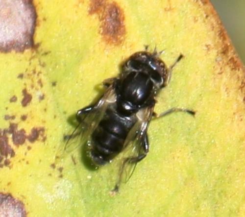Eristalinus sepulchralis
