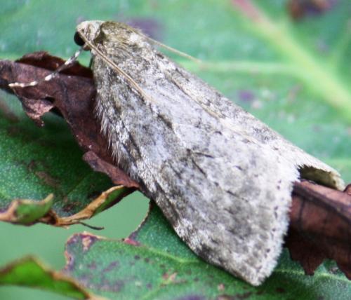 Epirrita sp.