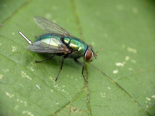 Lucilia ampullacea