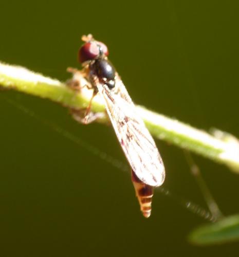 Baccha elongata