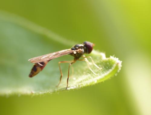 Baccha elongata