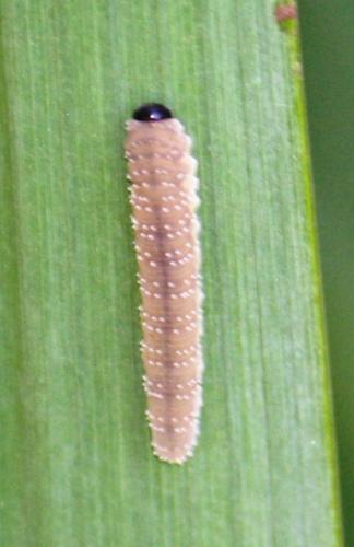 Rhadinoceraea micans