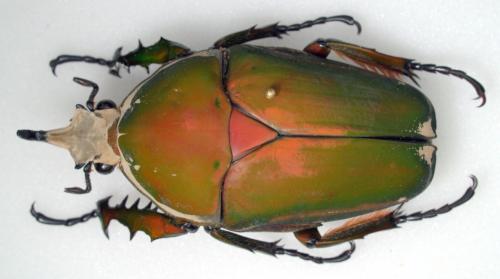 Mecynorrhinella immaculicollis
