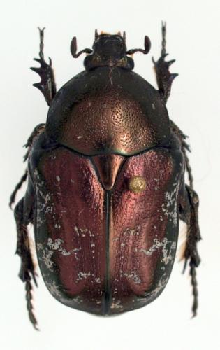 Netocia agglomerata