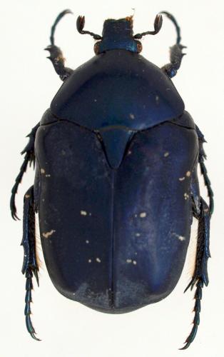 Netocia cyanea