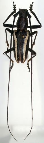 Pelargoderus vittatus