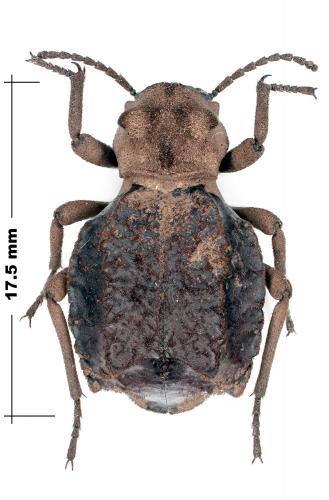 Phrynocolus sp.