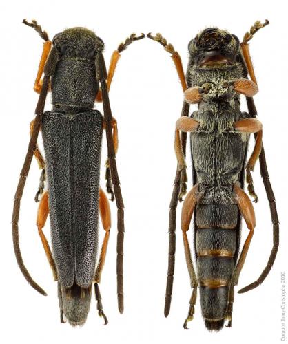 Réf. 64 578 : Phytoecia erythrocnema