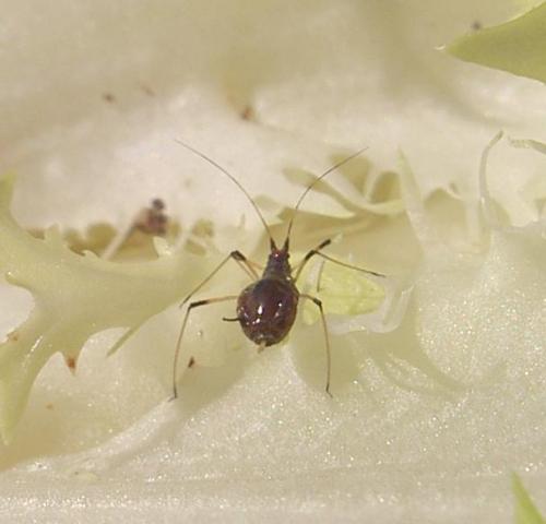 Réf. 64 292 : Uroleucon sonchi
