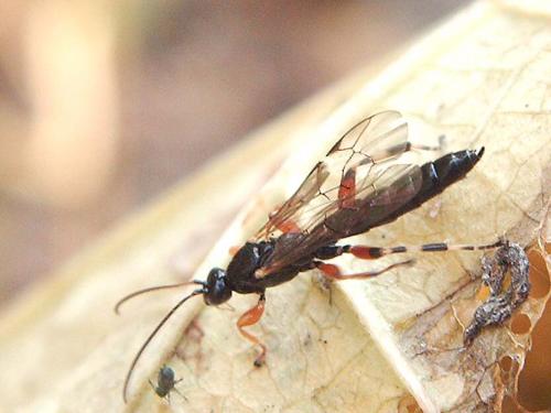 Schizopyga sp.