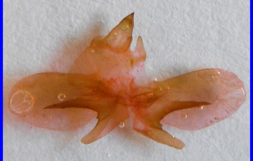 Sphinx sp.