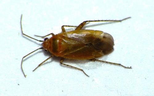 Plagiognathus fulvipennis