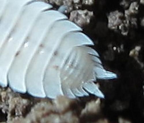 Platyarthrus hoffmannseggi