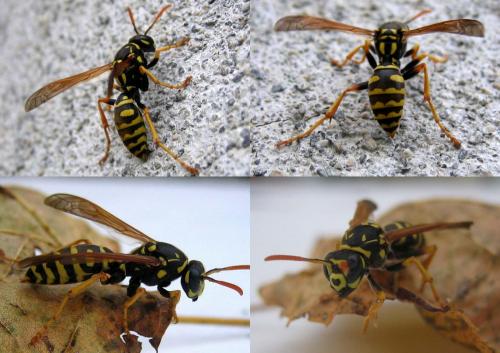 Polistes dominula