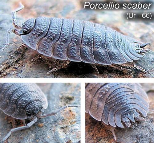 Porcellio scaber