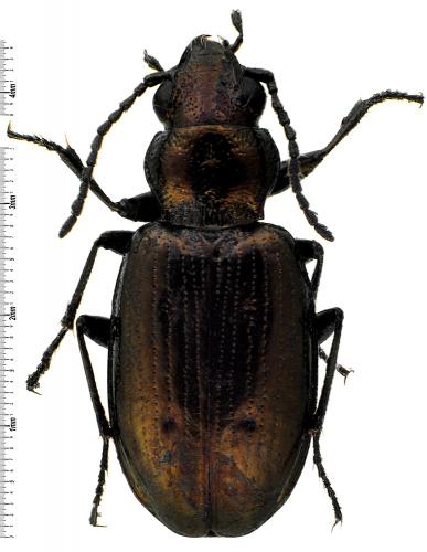 Réf. 64 938 : Bembidion bipunctatum