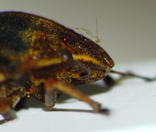 Eurygaster testudinaria