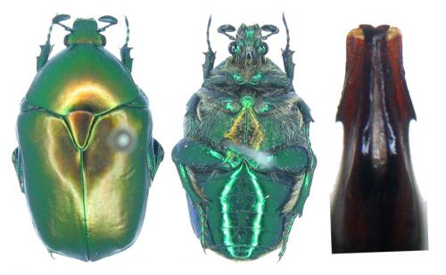 Réf. 64 707 : Protaetia ungarica