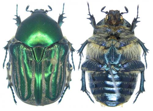 Netocia bogdanoffi