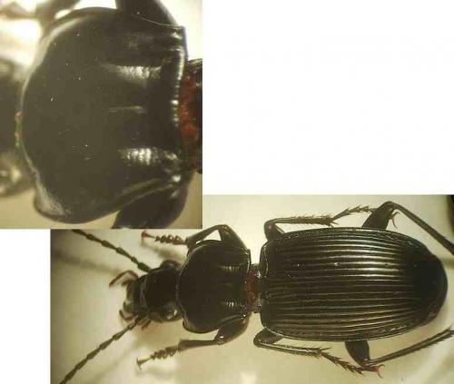 Pterostichus lasserrei