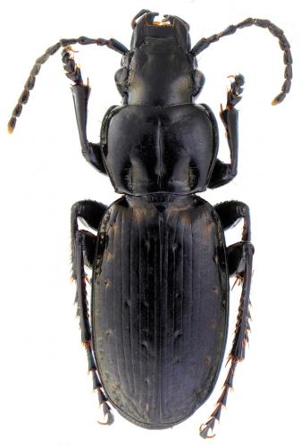 Pterostichus selmanni prevostii