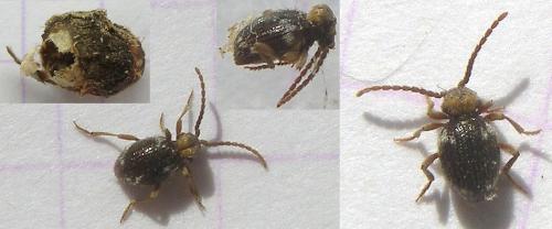 Réf. 64 900 : Ptinus bidens