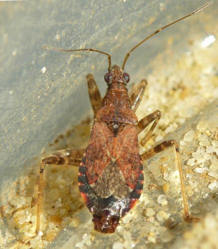 Réf. 64 391 : Himacerus mirmicoides