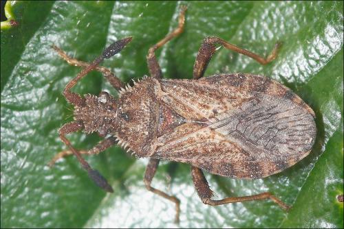 Réf. 64 269 : Strobilotoma typhaecornis