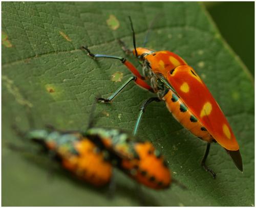 Cantao ocellatus
