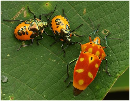 Cantao ocellatus