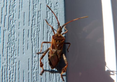 Leptoglossus occidentalis