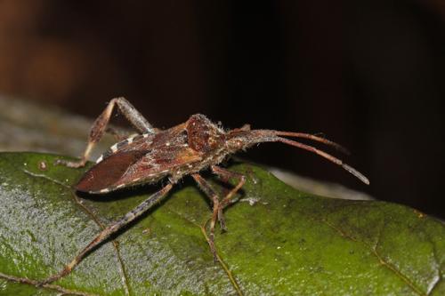 Leptoglossus occidentalis