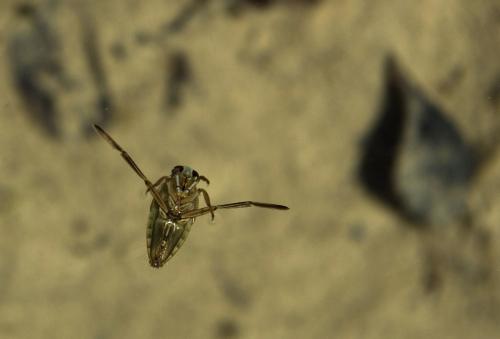 Réf. 64 396 : Notonecta sp.