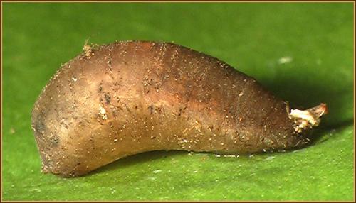Epistrophe melanostoma
