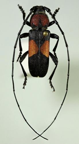 Purpuricenus wachanrui