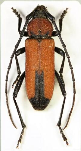 Purpuricenus nabateus