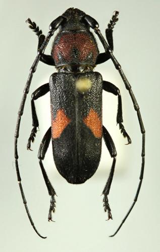 Purpuricenus nanus