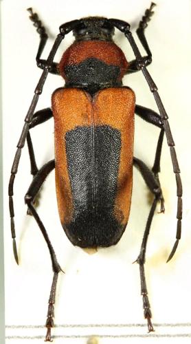 Purpuricenus nigronotatus