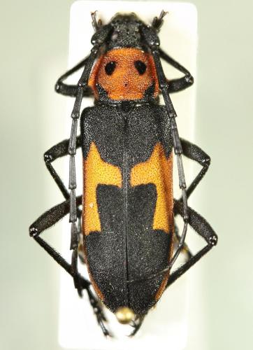 Réf. 64 722 : Purpuricenus apicalis