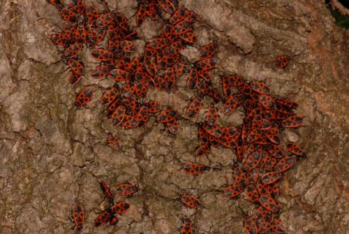 Pyrrhocoris apterus