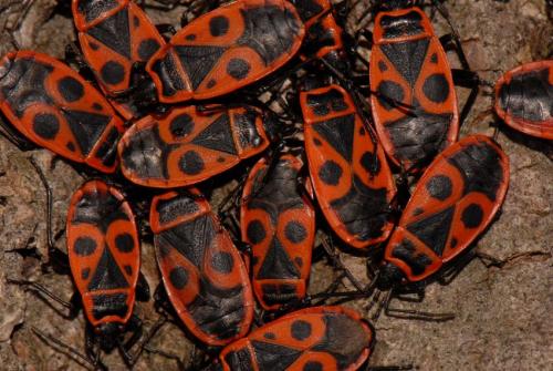 Réf. 64 847 : Pyrrhocoris apterus