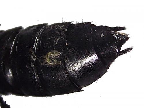Ocypus sp.