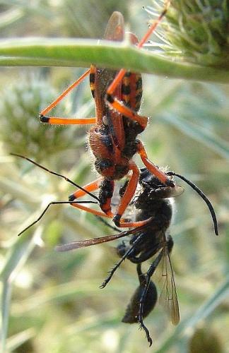 Réf. 64 829 : Isodontia mexicana