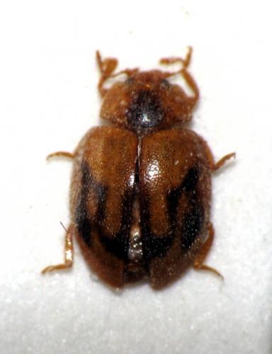 Rhyzobius chrysomeloides