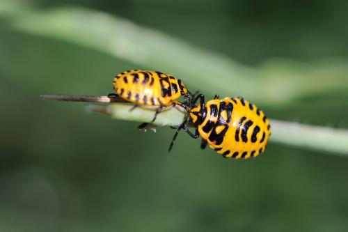 Eurydema ventralis