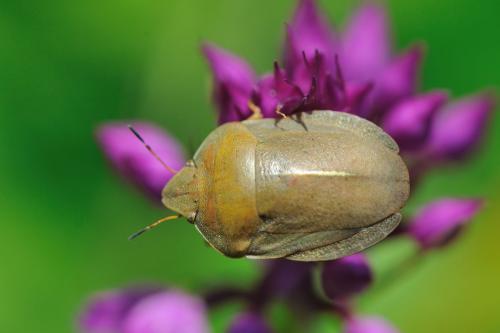 Réf. 64 995 : Eurygaster austriaca